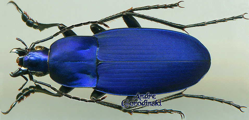 http://www.gorodinski.ru/carabidae/Holosoma weigoldi.jpg